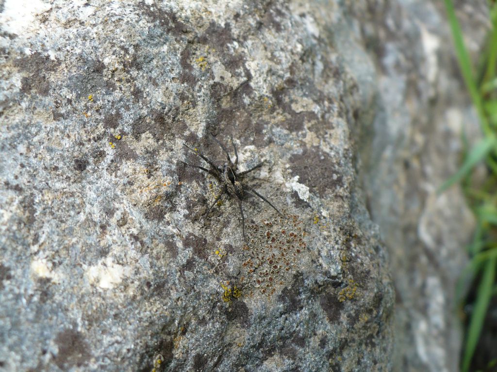 Pardosa  sp. - Pinerolese (TO)